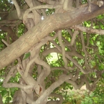Dalmazia Dalmazia